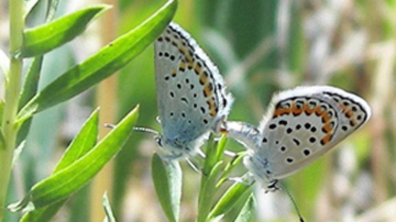 A pair of alpine Lycaeides species, a hybrid of two other species