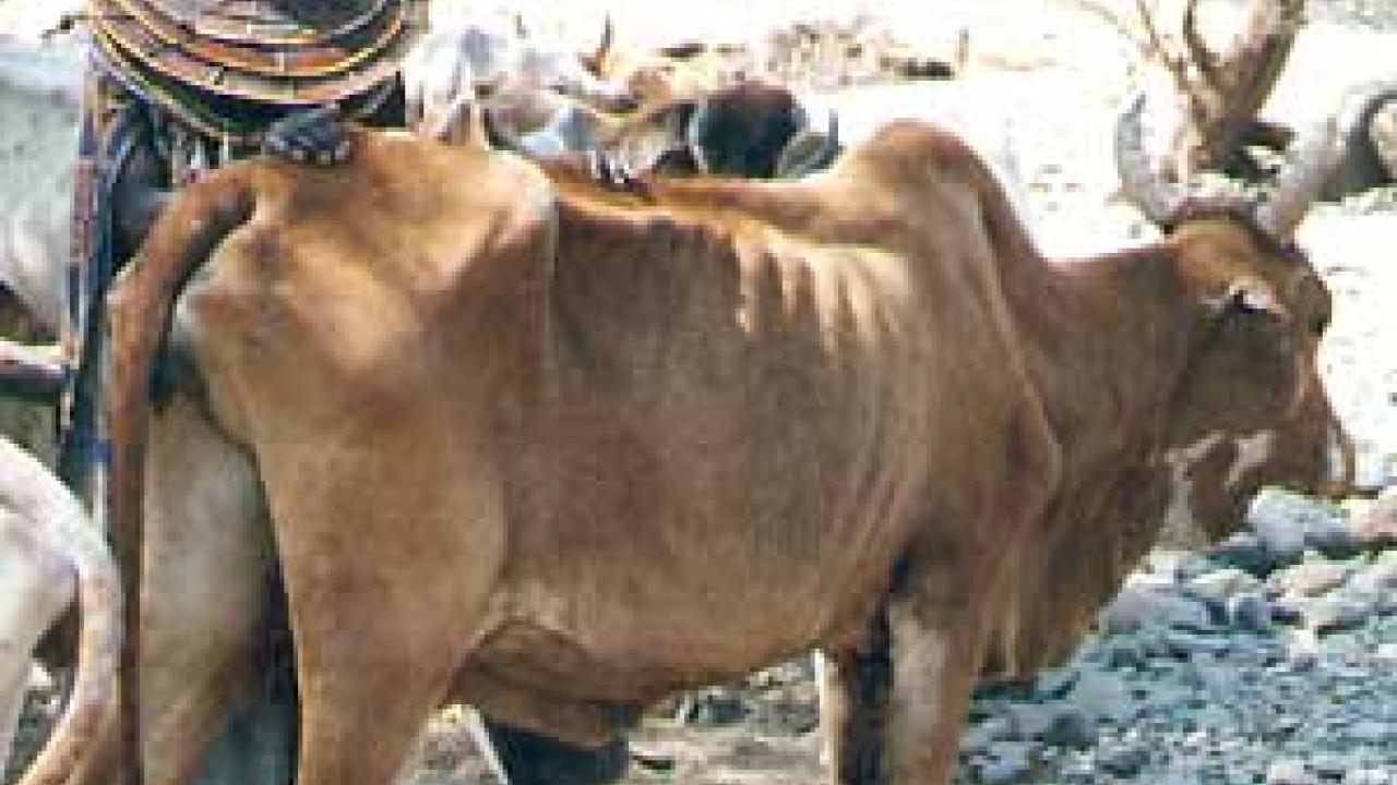 Photo: Masai herder with cow in front