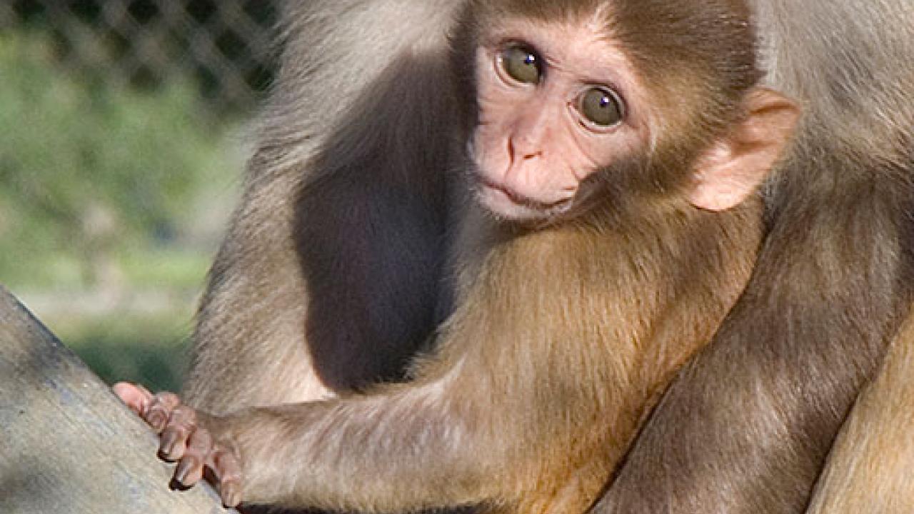 Baby macaque monkey in its mother's arms