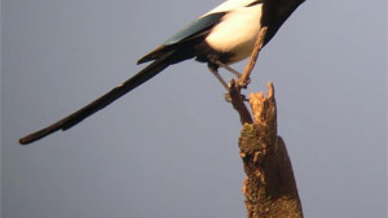 Photo: bird on tree limb