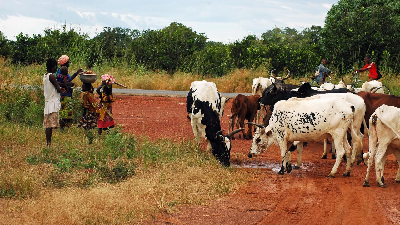 Villagers and cattle on dirt road