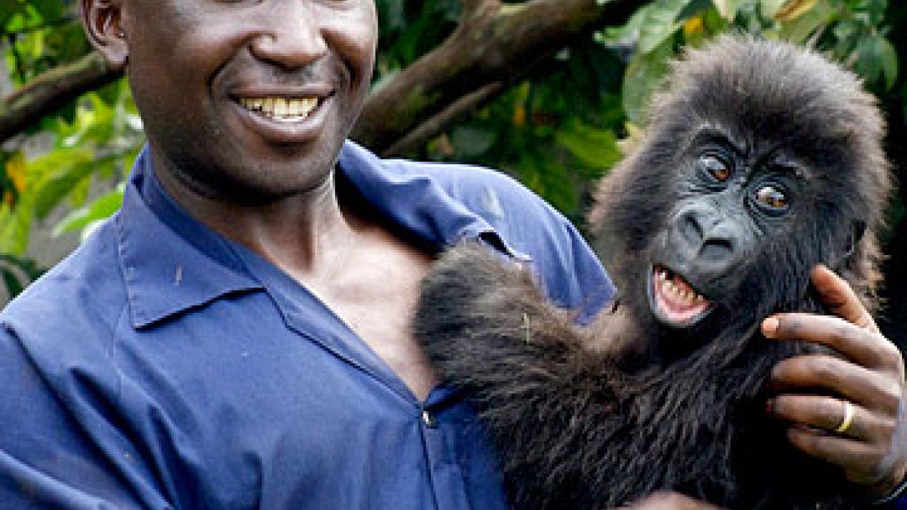 Photo: man holding baby gorilla