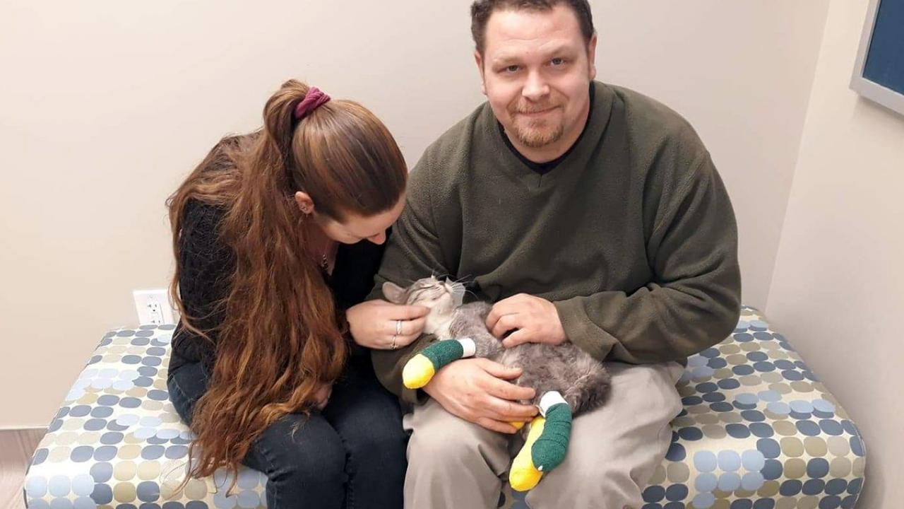 A man and woman hold a cat with bandaged paws.