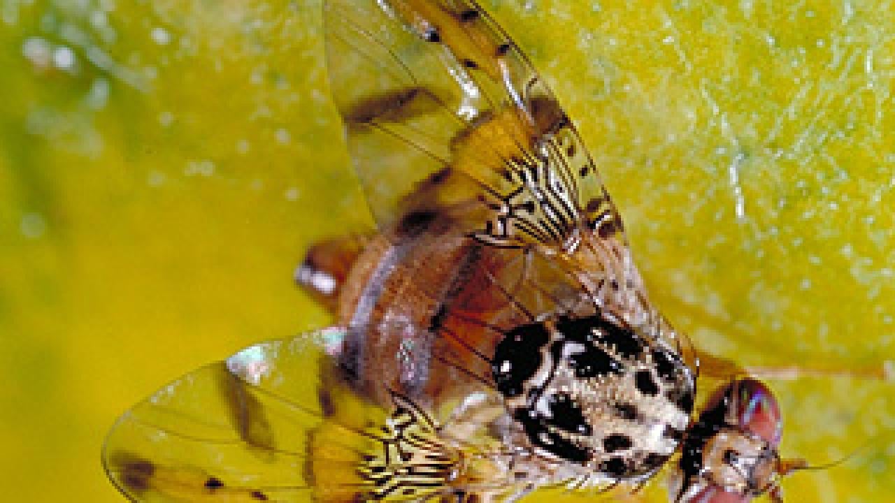 Photo: medfly on fruit surface