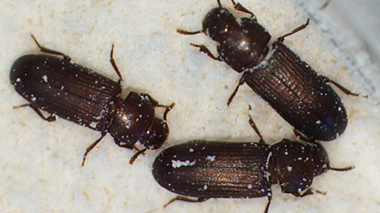Photo: three flour beetles