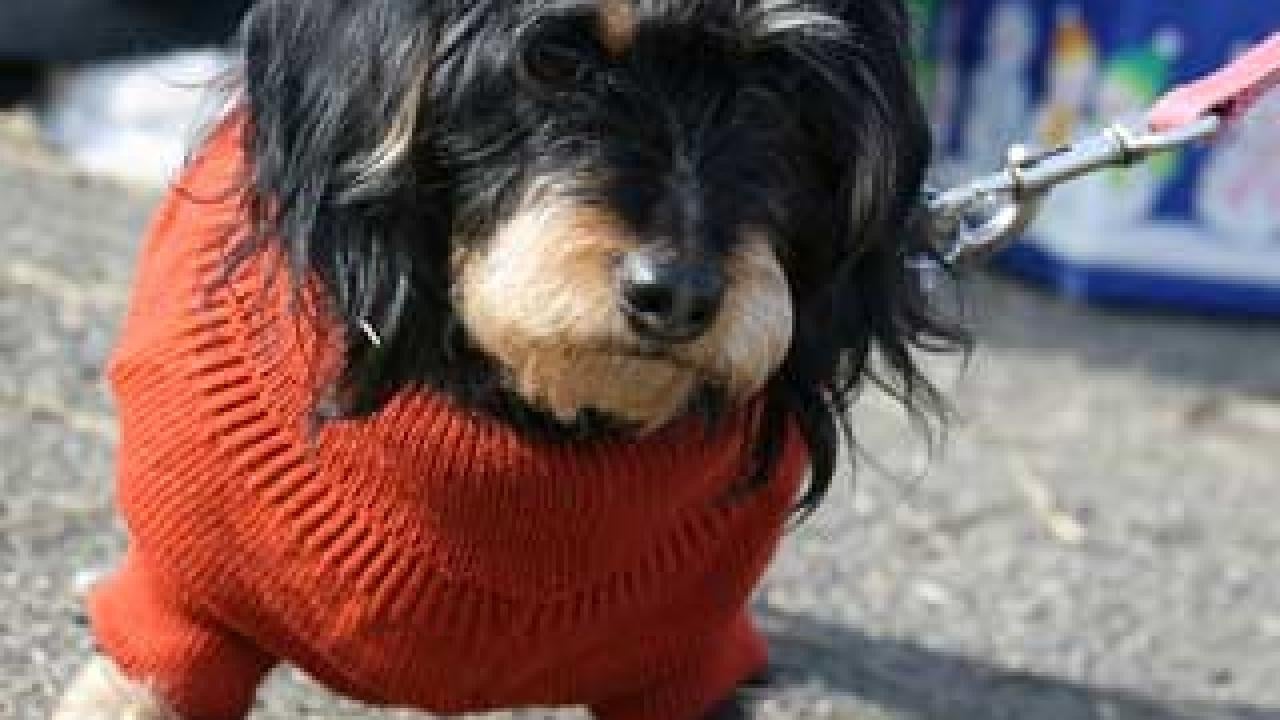 Long-haired dachshund in a red coat and on a leash