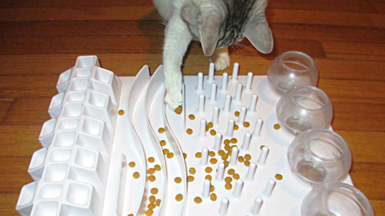 cat using food puzzle