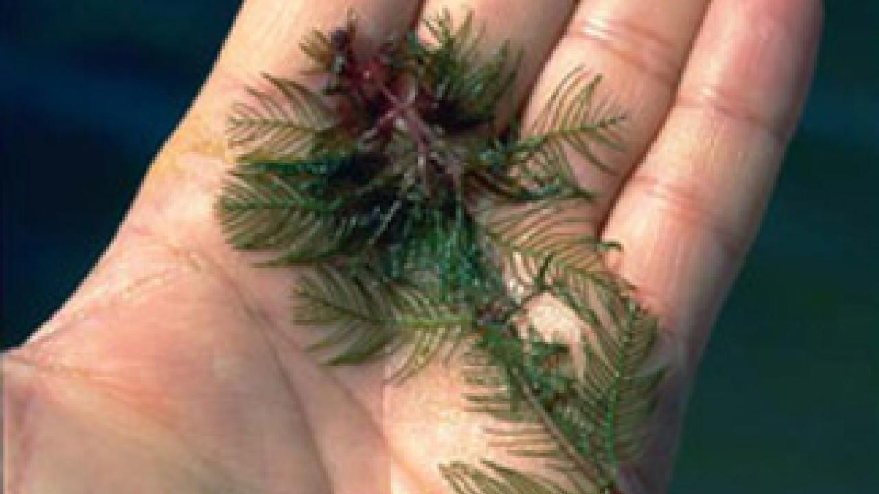 Eurasian watermilfoil can develop into thick stands in rivers and reservoirs, and this growth can limit boating, swimming and fishing.
