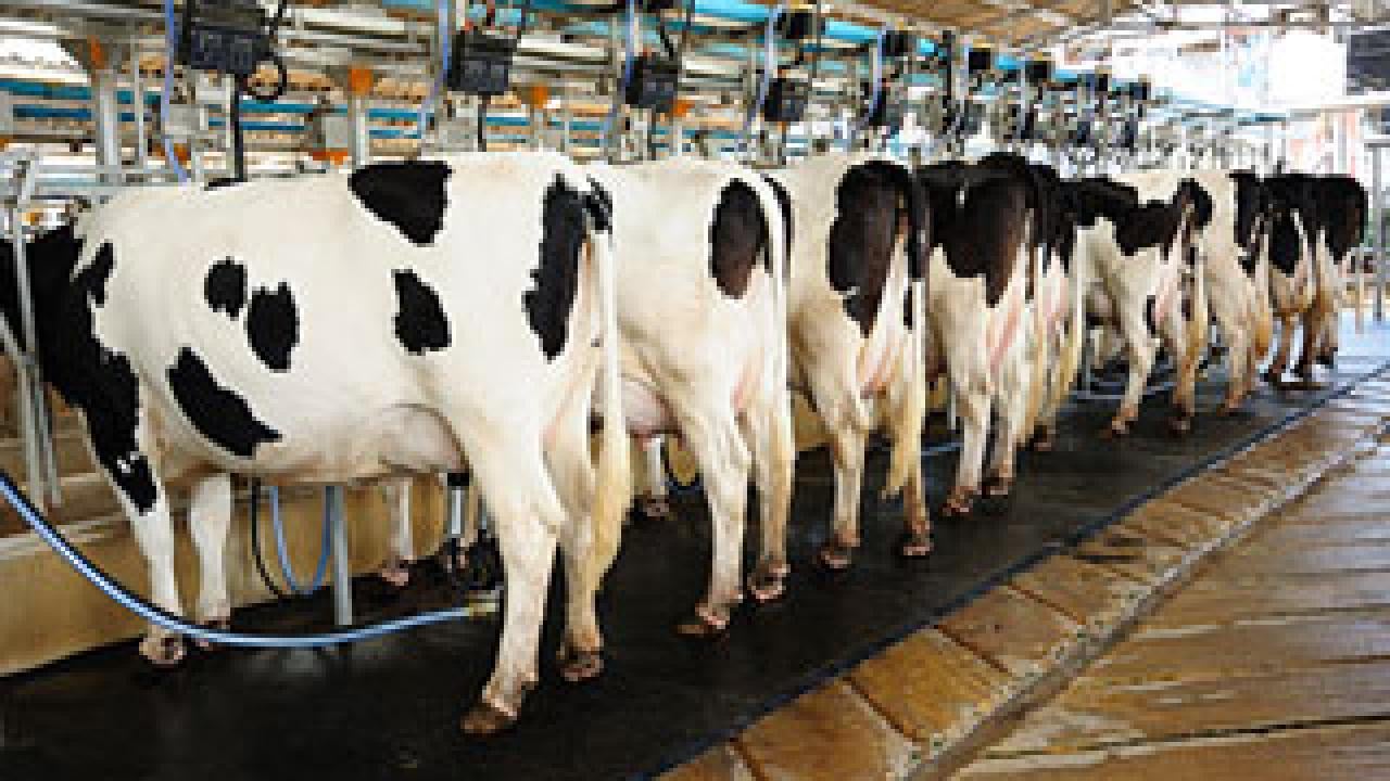 Holstein cows lined up in milking shed