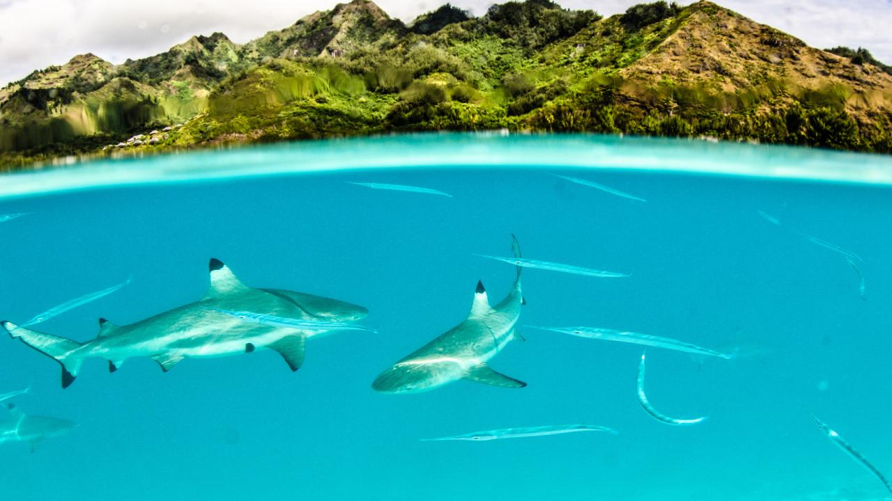 Sharks in French Polynesia 
