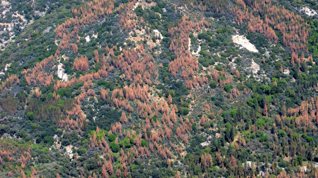 Dead and dying trees dot landscape in Sierra Nevada during drought.
