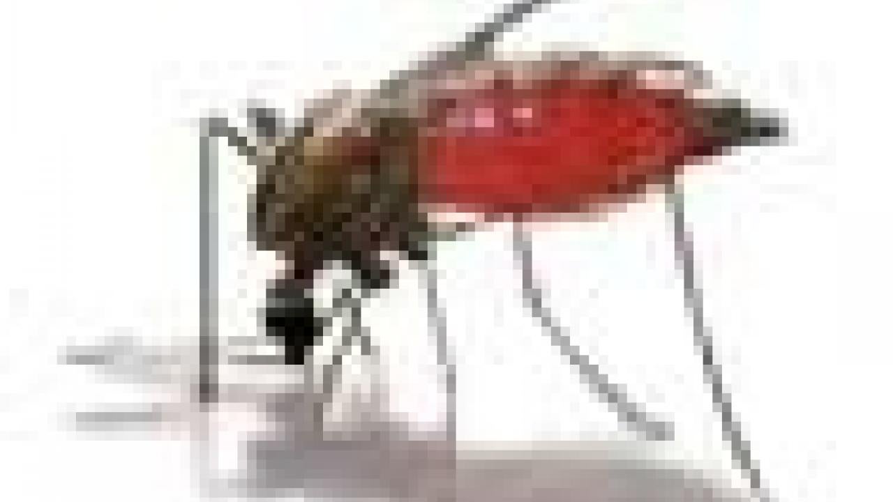 Illustration: mosquito