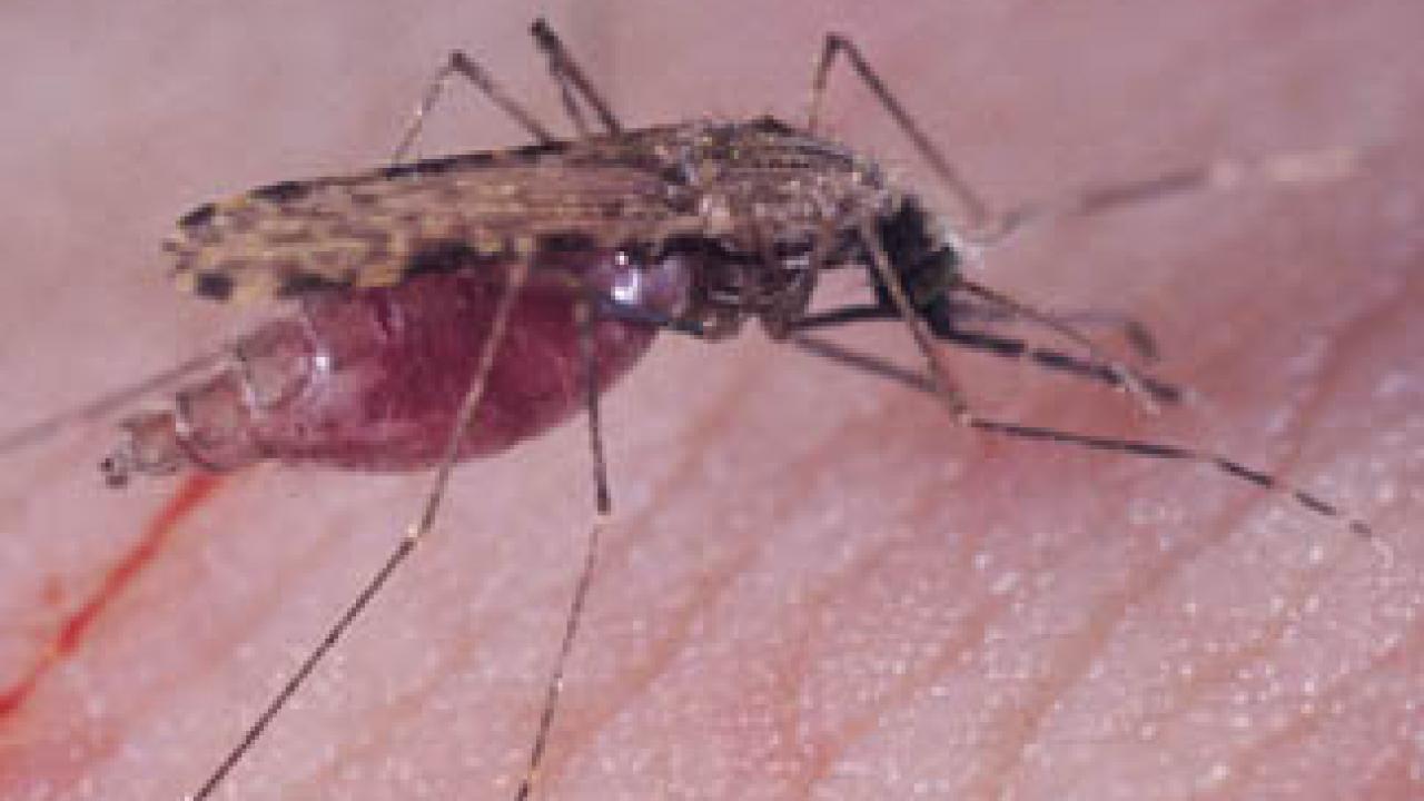 The malaria-carrying Anopheles gambiae goes for blood in this photo by UC Davis entomologist Anthony Cornel.