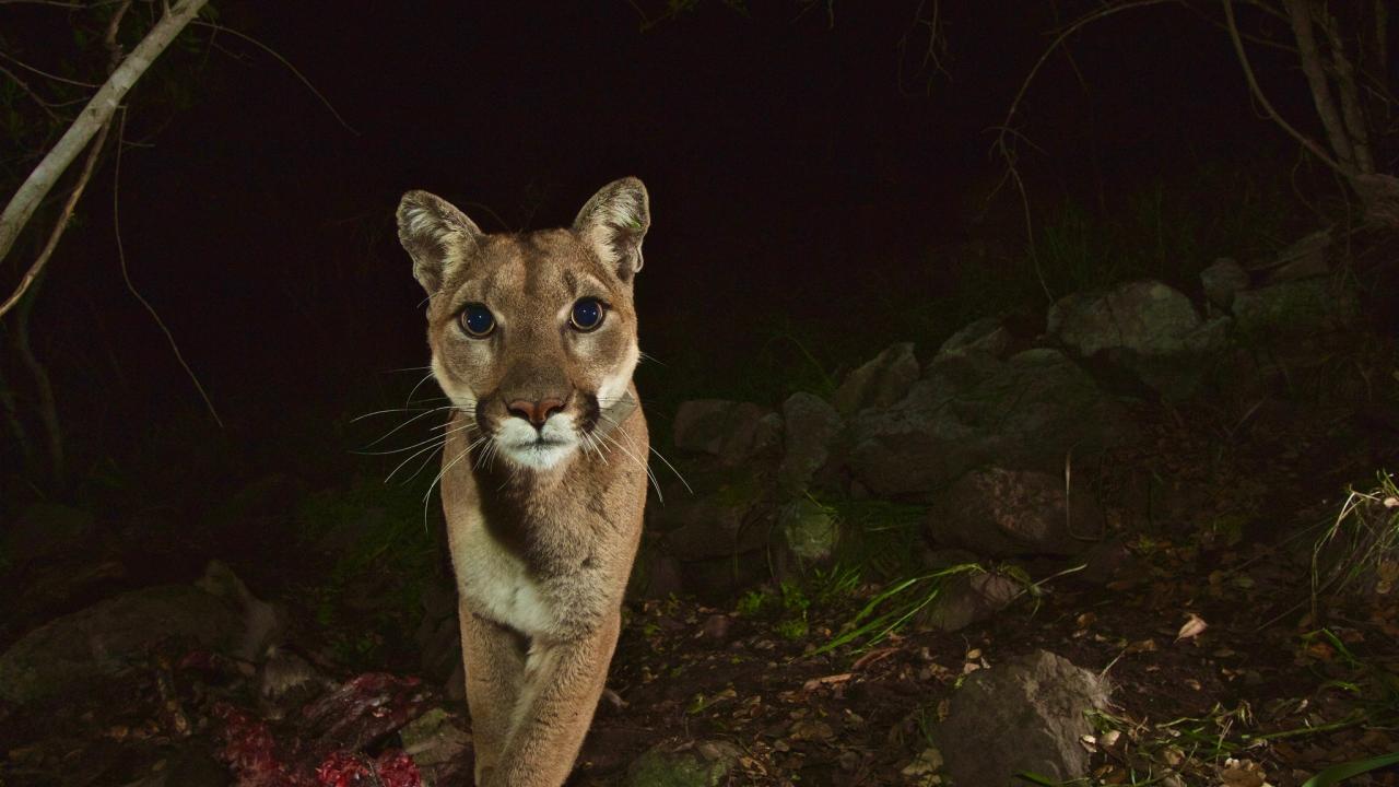 Local Extinction Of Southern California Mountain Lions Possible Within 50 Years Uc Davis