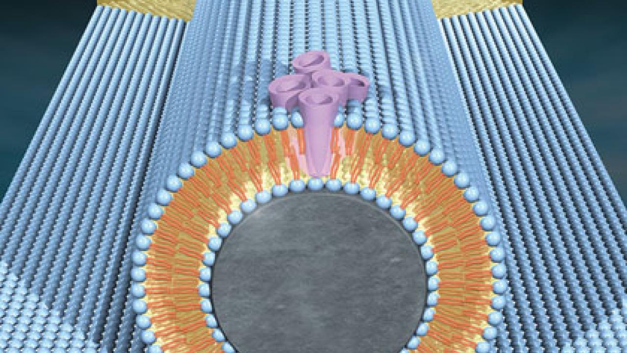 Graphic: of a bio-nanocircuit