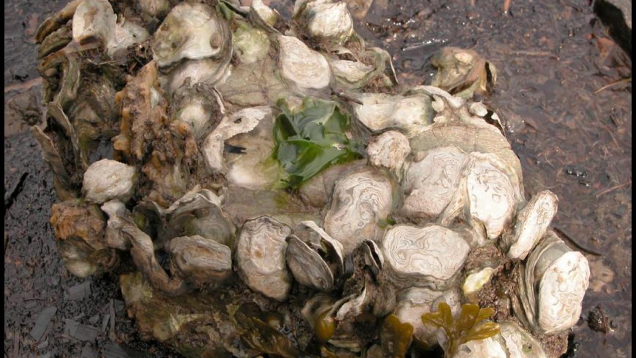 Boulder of native oysters near Tomales Bay, California
