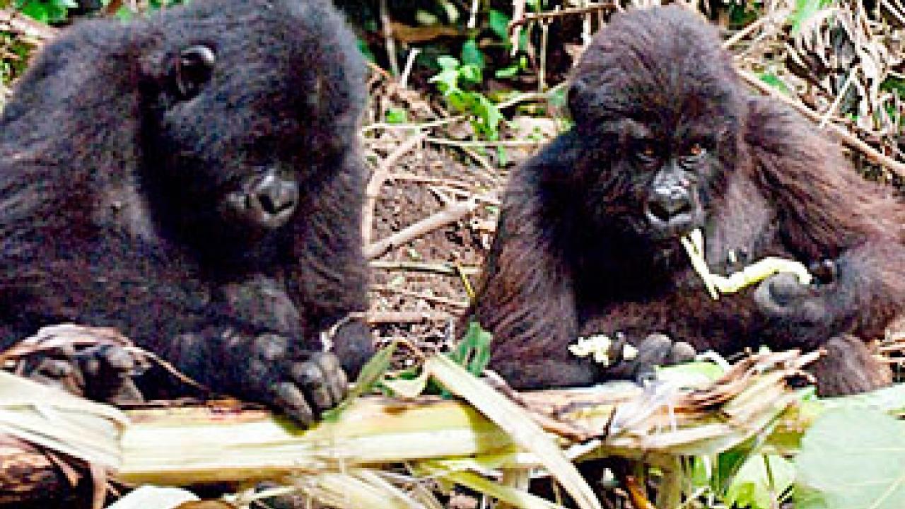 Photo: Two young gorillas eating