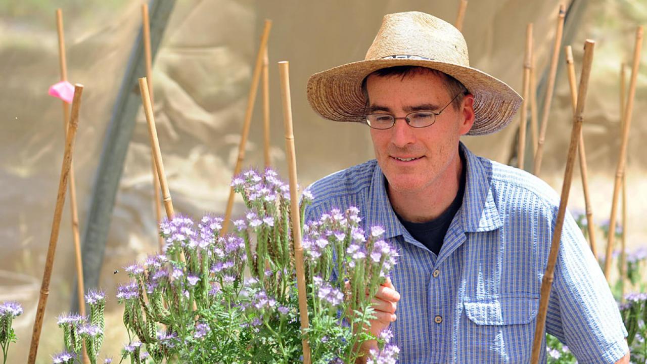 Neal Williams observes bees on plant with purple flowers.