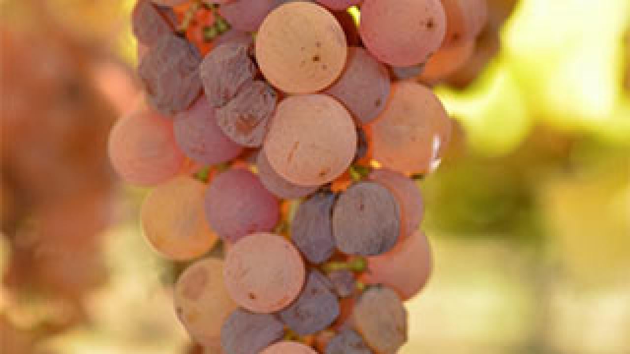 Cluster of white grapes turning to pink and purple