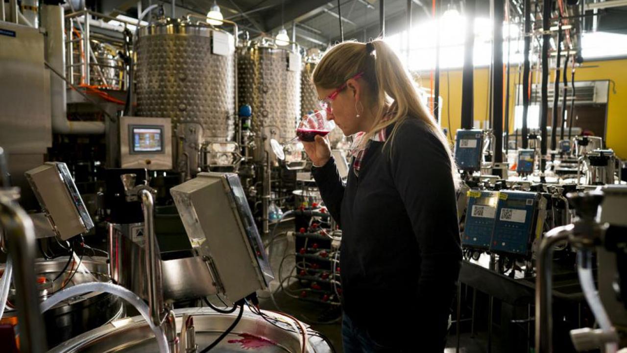 Wine research in winery, sniffing a small amlount of wine in a glass.