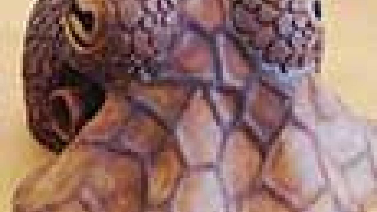 Photo: Clay sculpture (octopus)