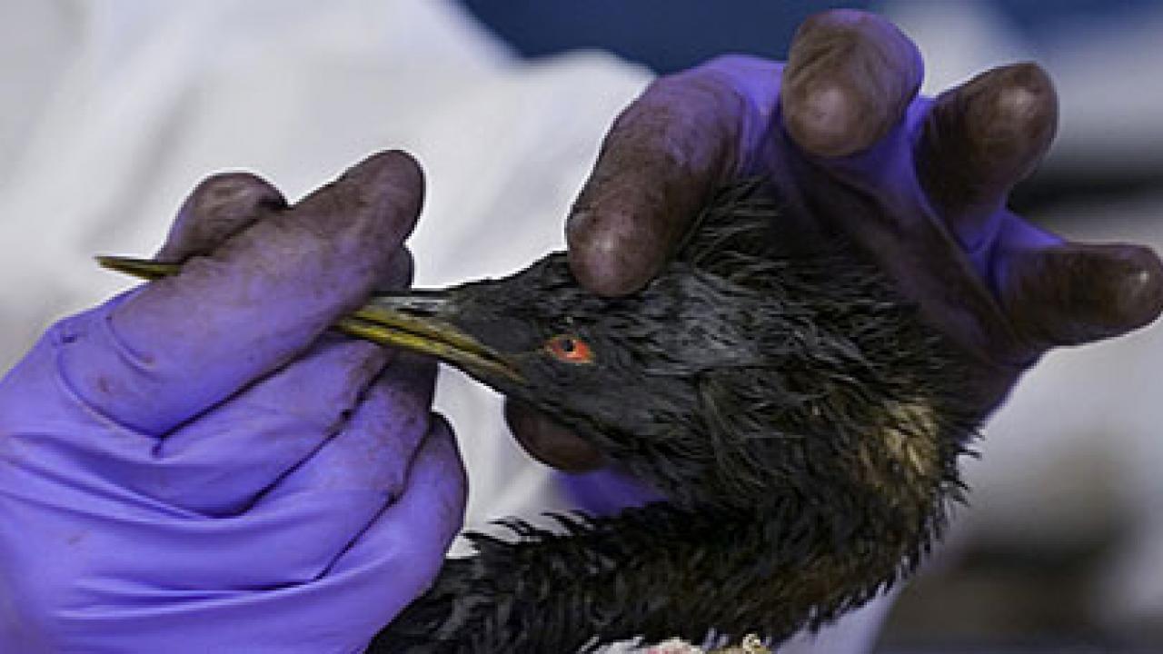 Photo: bird being examined by person with purple rubber gloves