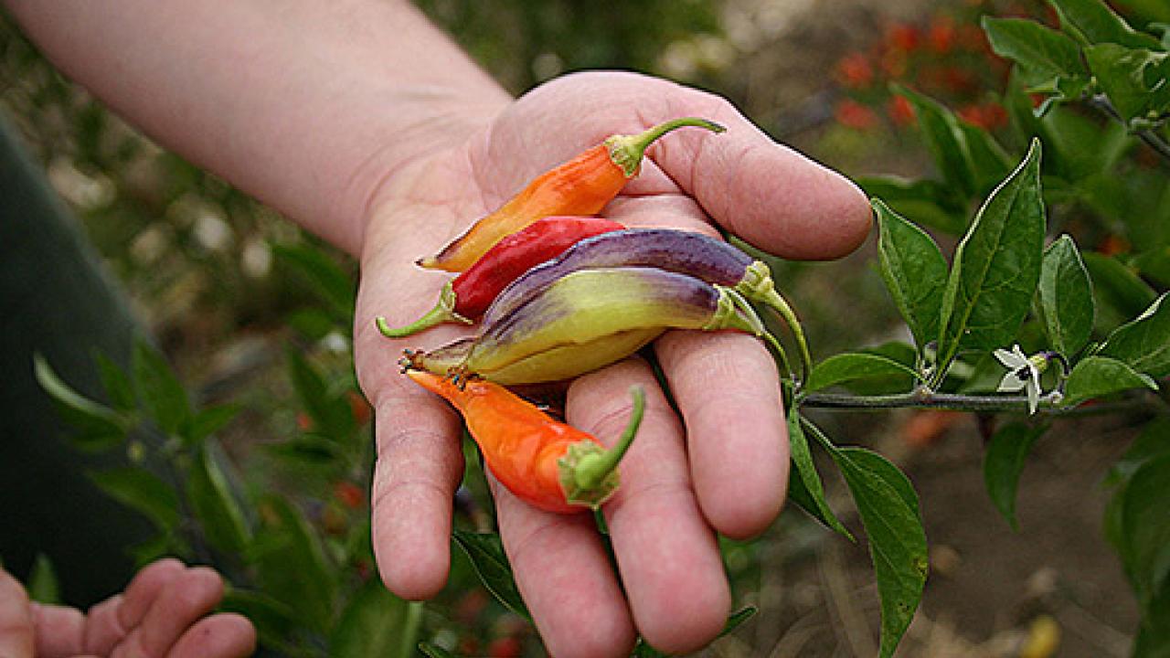 Hand holding four colorful peppers