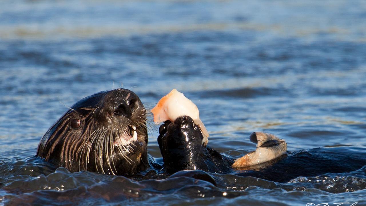 Sea otter eating clam at moss landing