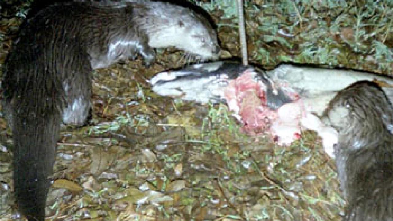 Photos: two otters check out a dead salmon