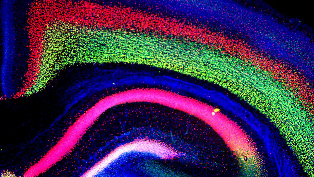 Colorful mouse brain