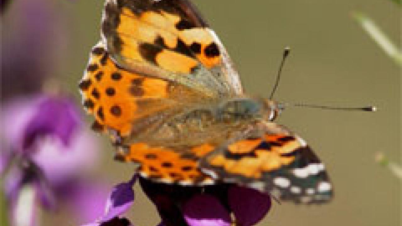 Photo: butterfly on flower