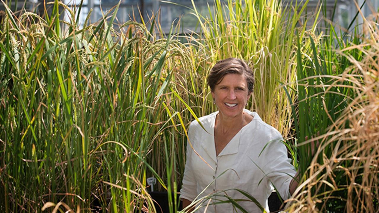 Photo of Pam Ronald in rice field