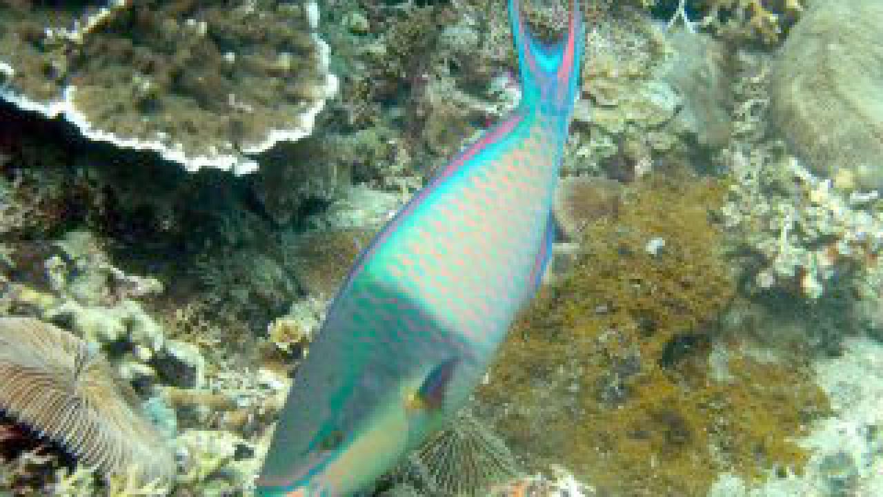 Photo: parrotfish