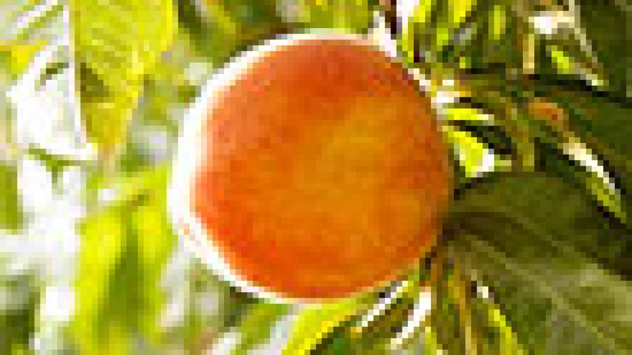 peach on a branch