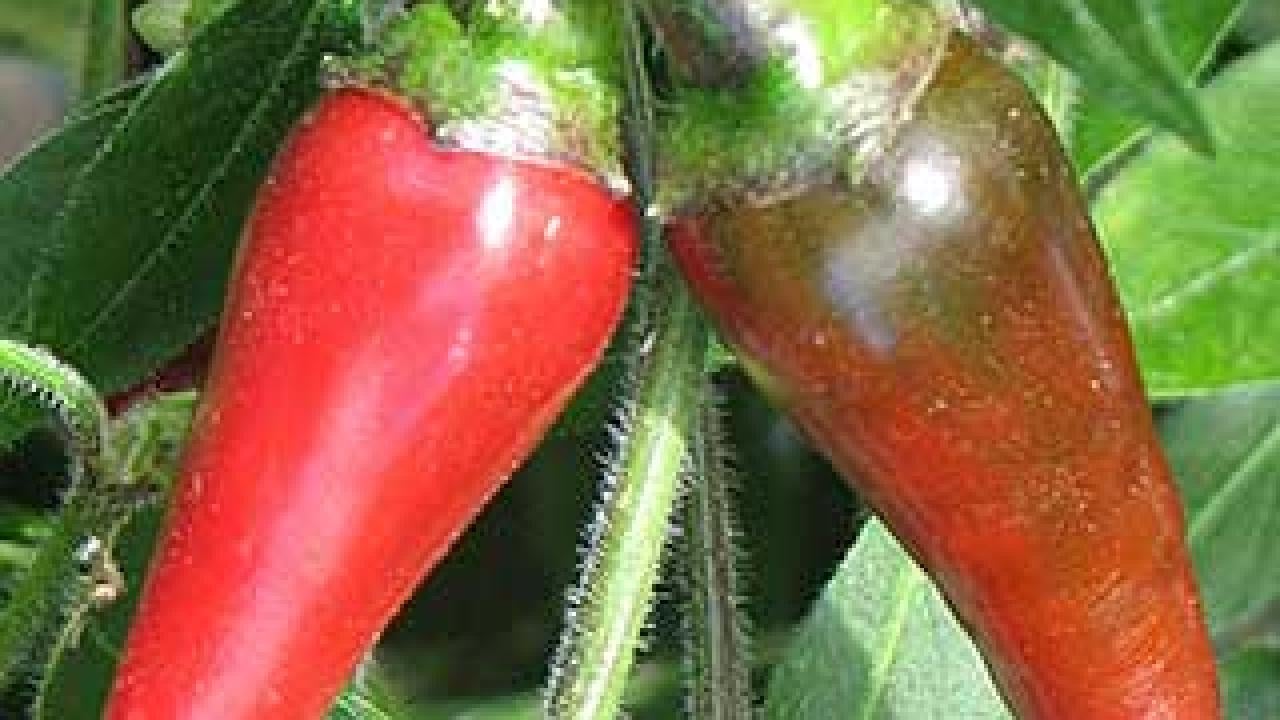 Two red hot peppers on the bush