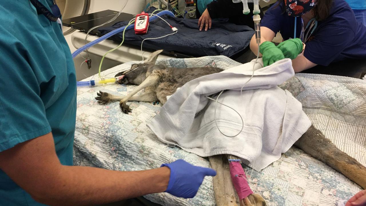 Kangaroo on operating table