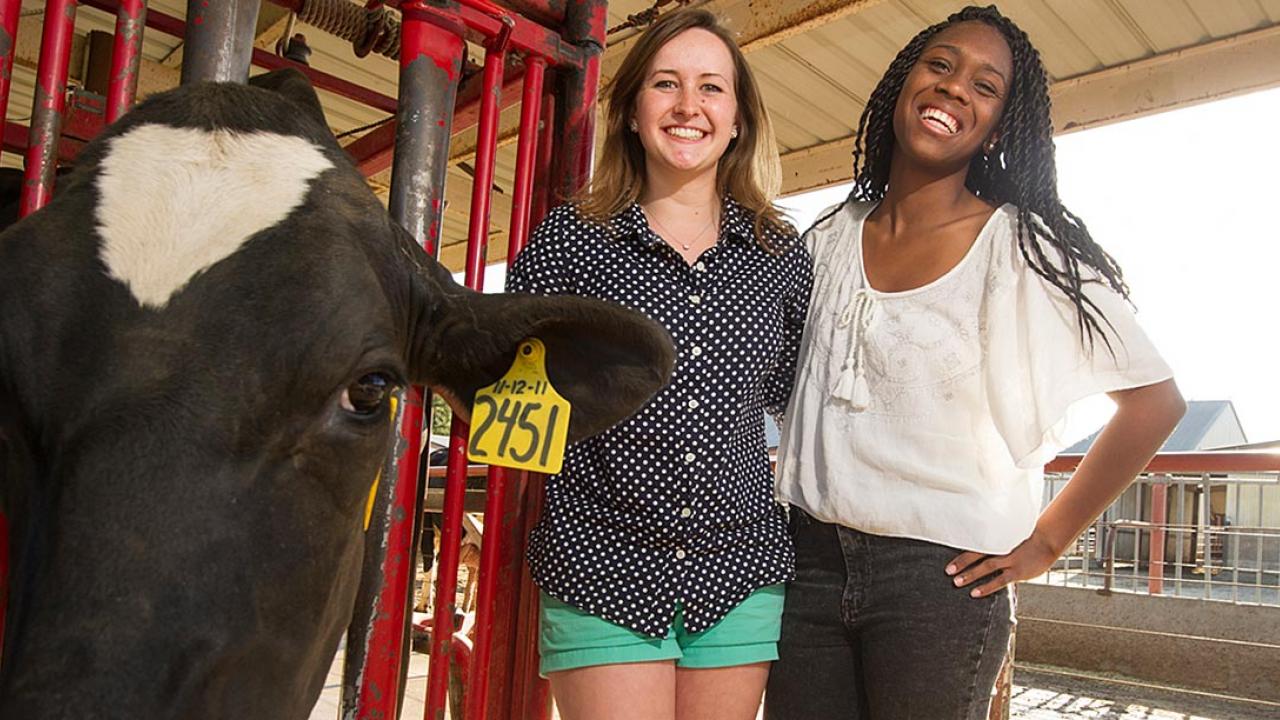 Picnic Day: Milking the Day for Fun | UC Davis