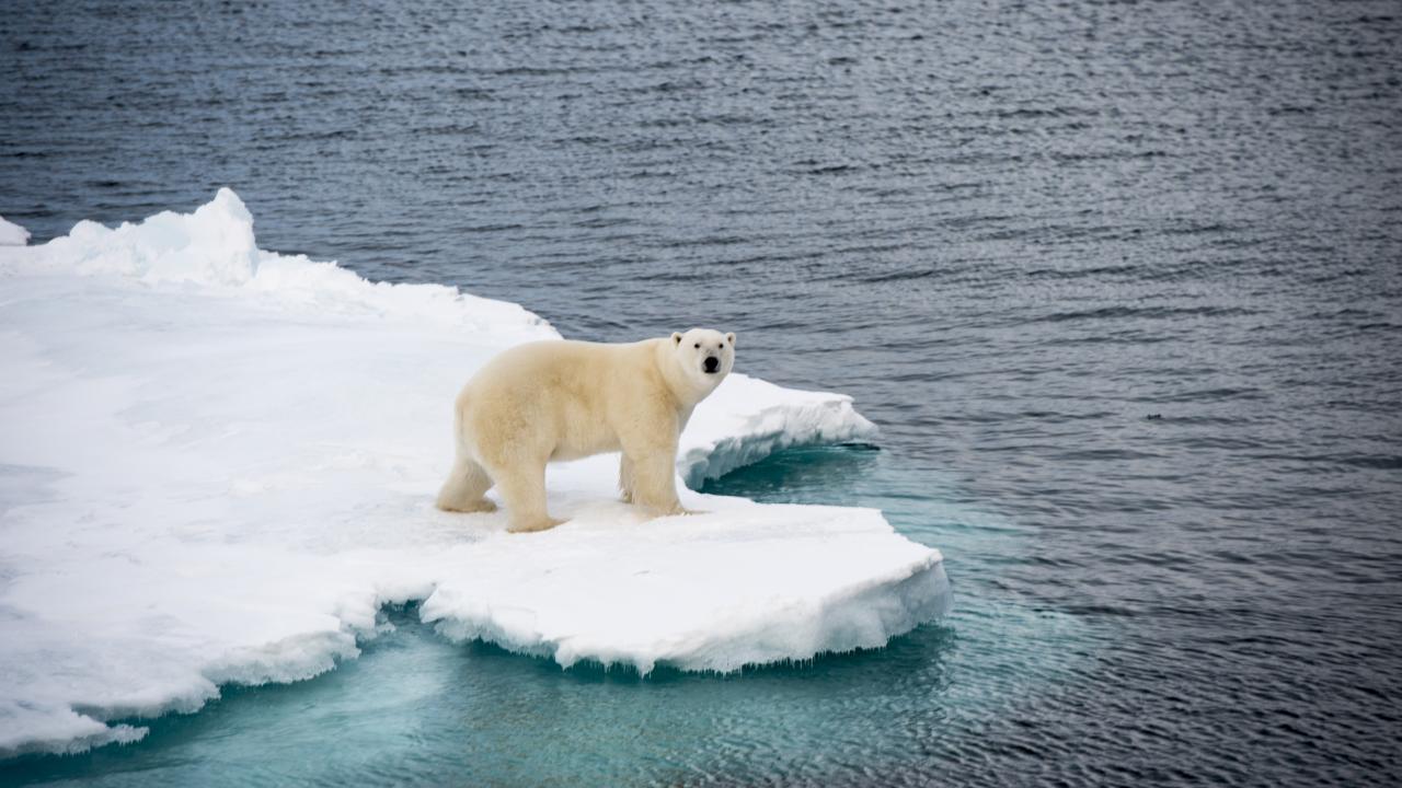 polar bear on sea ice