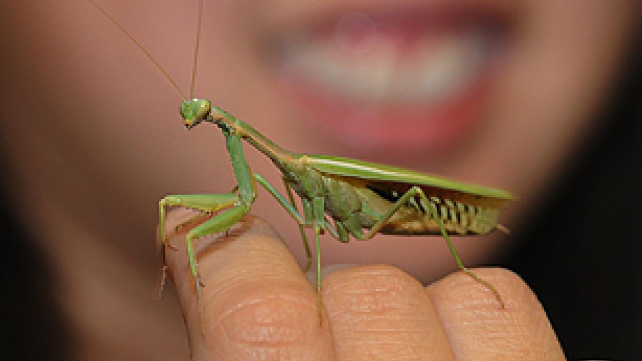 Praying mantis, one of the many green critters at the Bohart Museum of Entomology.