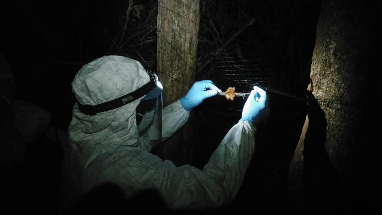 scientist collects samples from a bat 