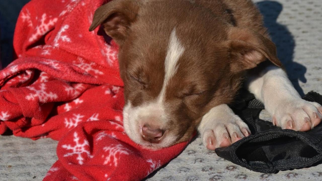 Photo: Puppy on blanket.