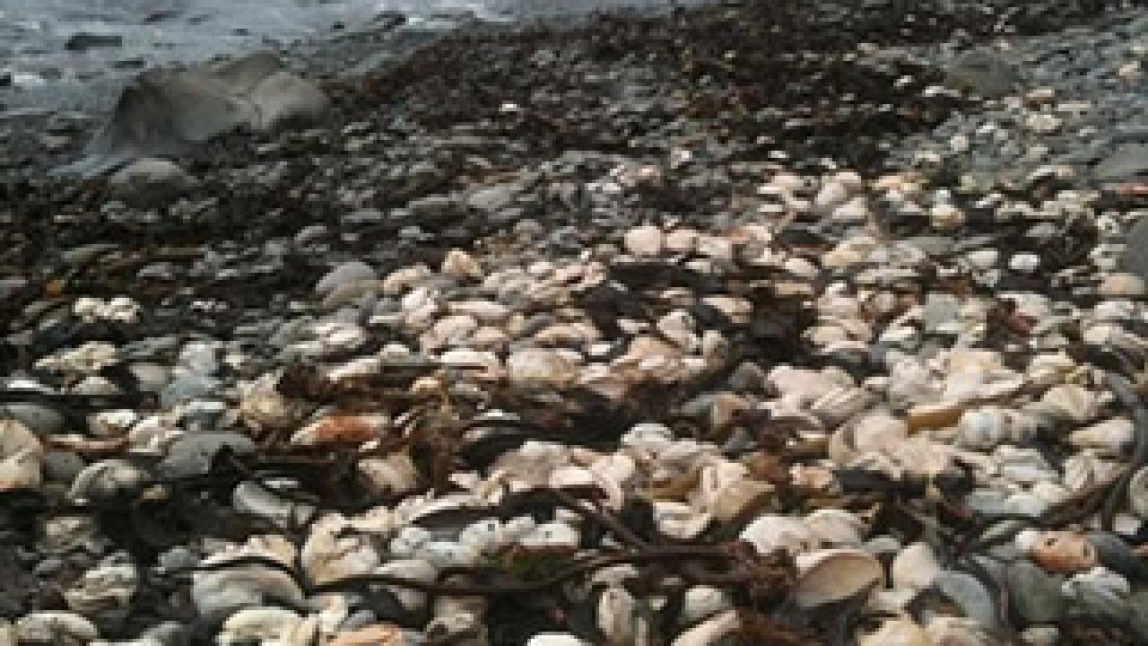 Abalone shells among the rocks on a beach