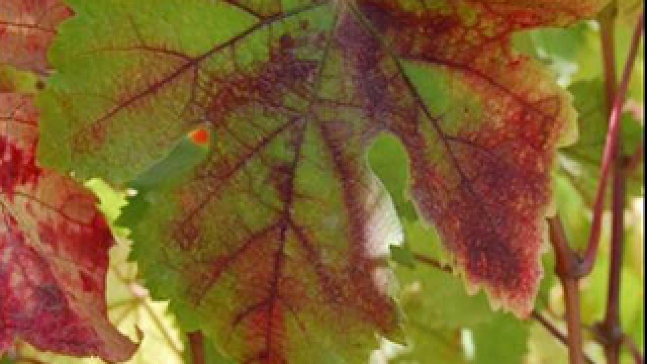 Red-blotched grape leaves