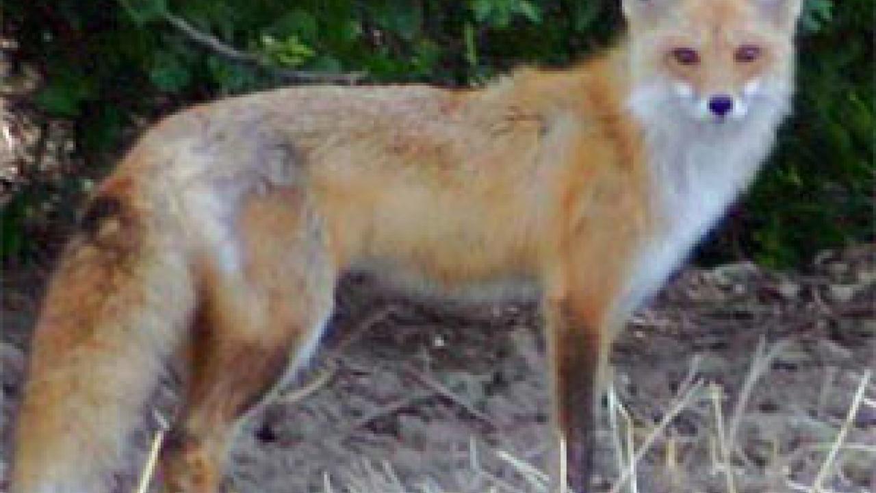 Photo: full body of red fox