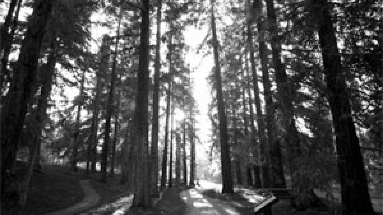 The Redwood Grove