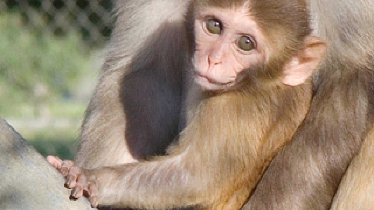 Rhesus monkey infant with mother