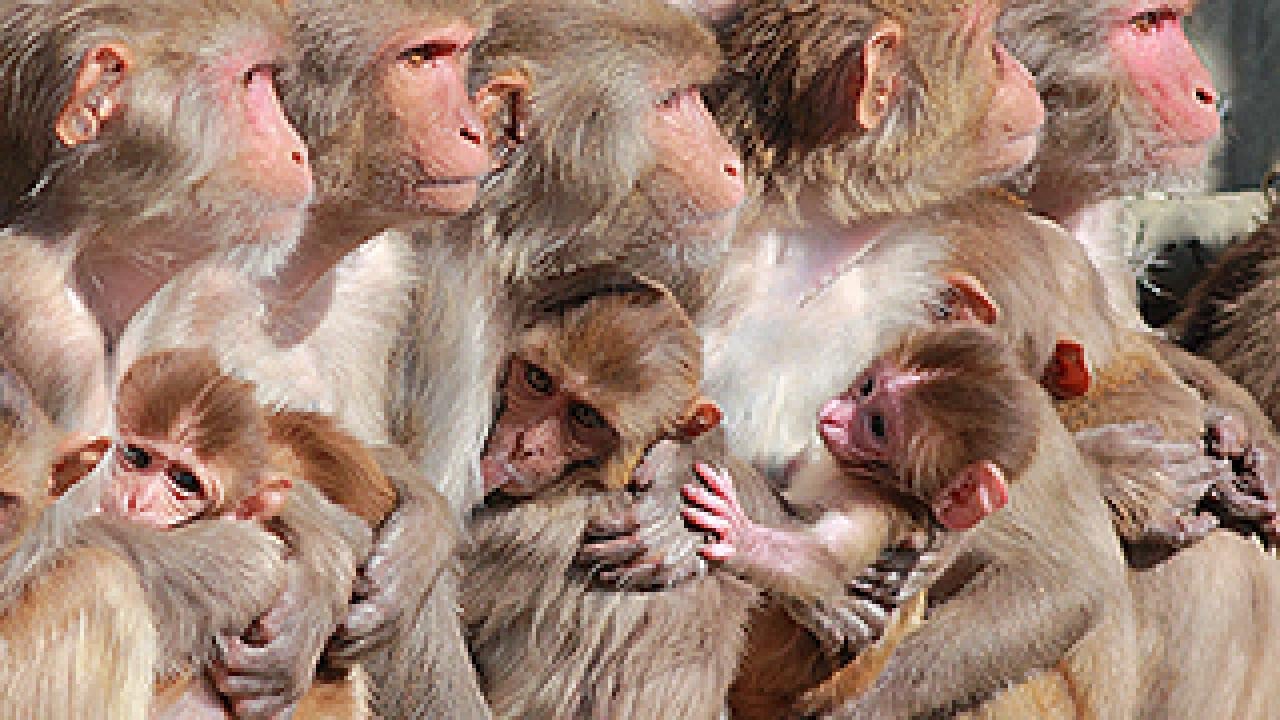 A group of rhesus monkey mothers and their infants huddling together
