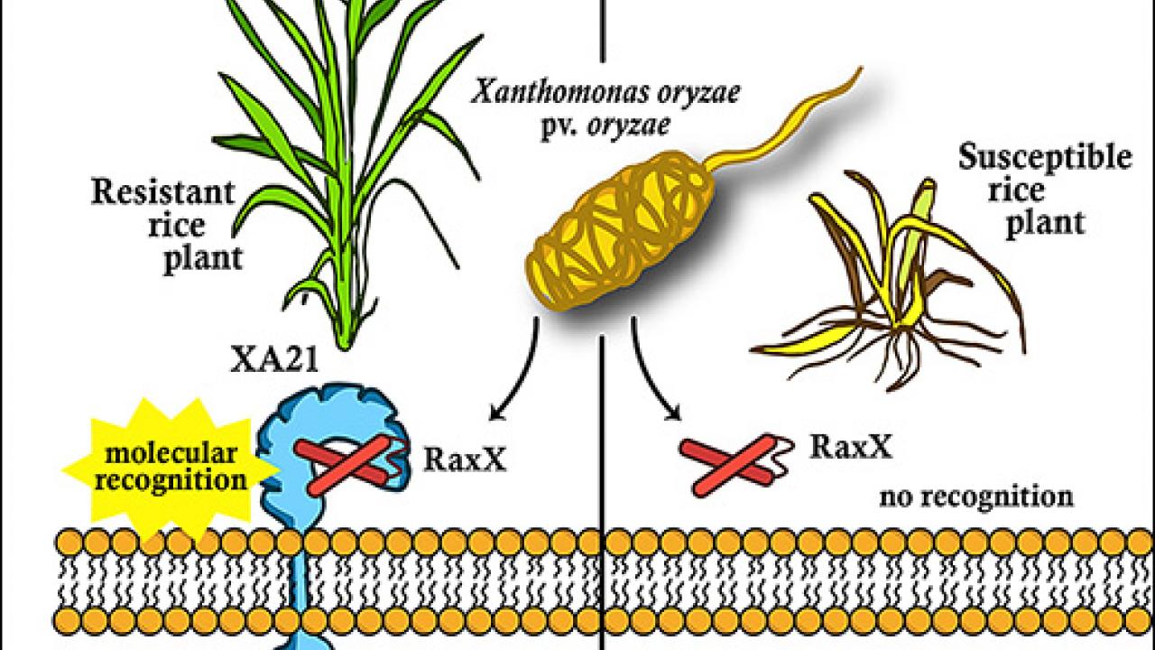 Graphic with pictures of rice plants and bacteria