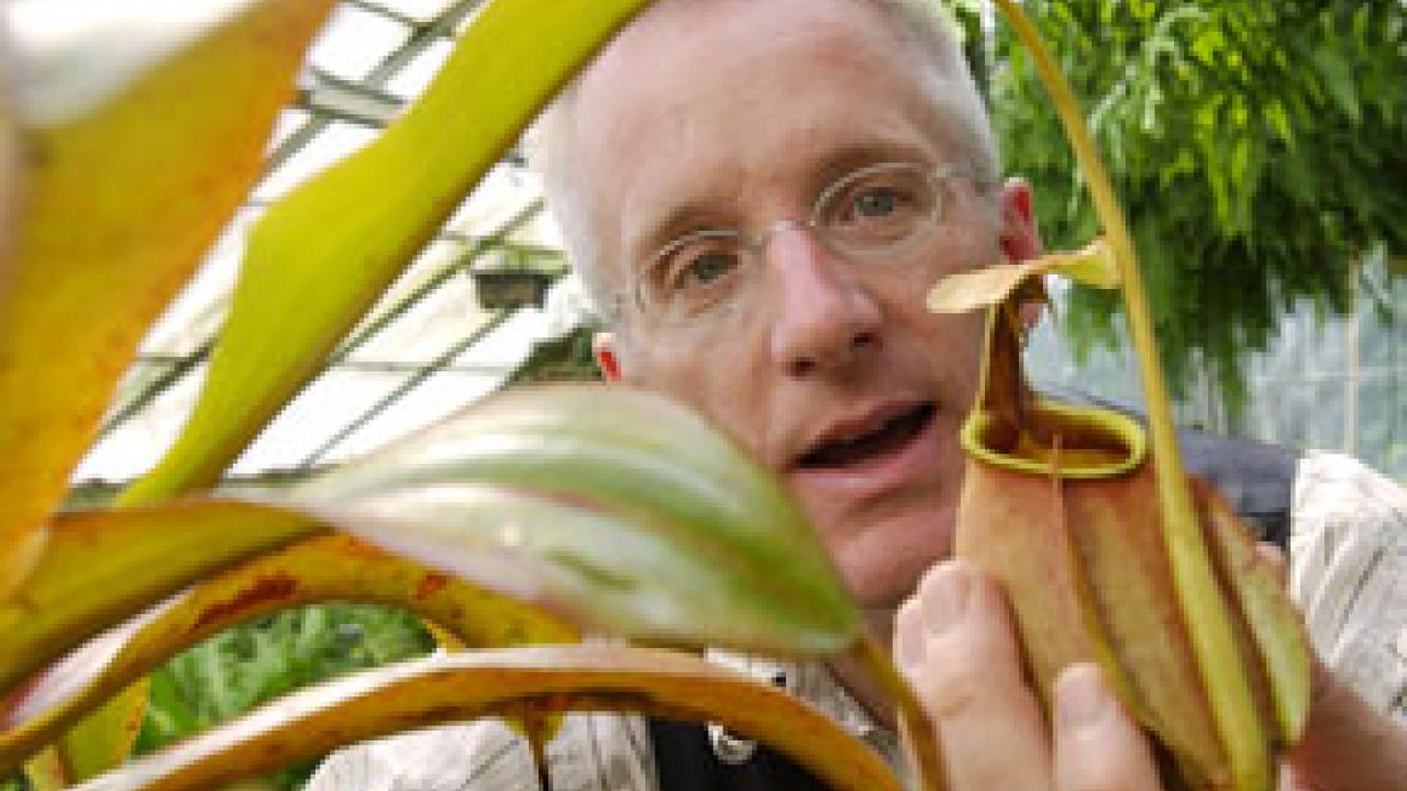 Botanist Barry Rice tends to several of his insect-eating pitcher plants at the Botanical Conservatory. An expert on carnivorous plants, Rice says we need not be afraid of these plants if we&rsquo;re larger than insects.