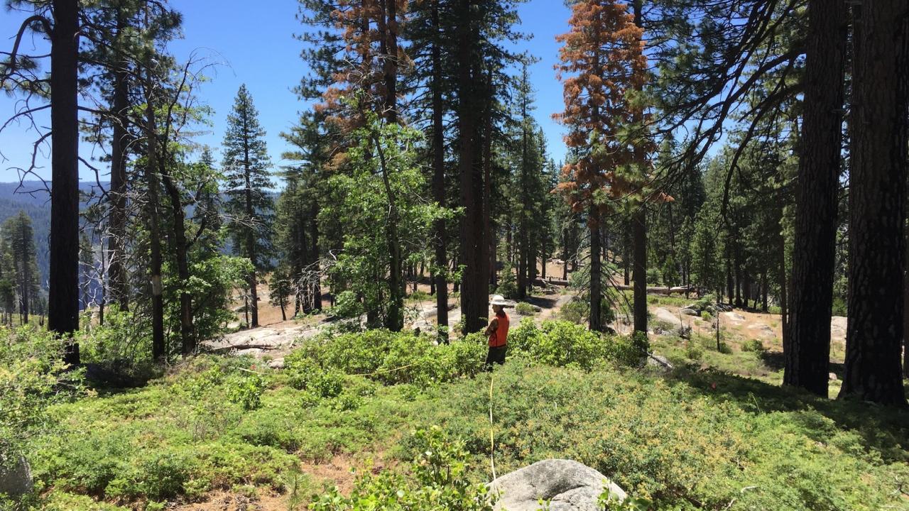 Researcher with transect line stands in Sierra Nevada forests affected by drought